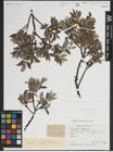 Foto von Salix lapponum L.